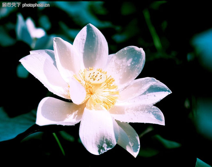 鲜花盛开0028-鲜花盛开图-自然风景图库-白莲