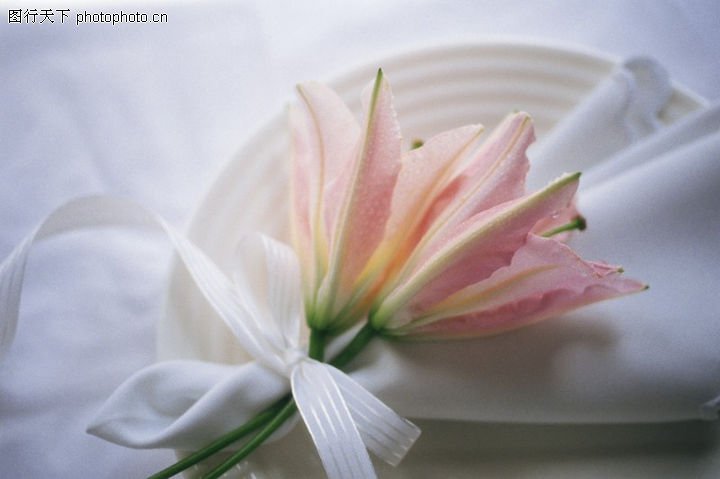 生活用品0045-生活用品图-生活百科图库-纸盘