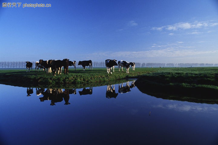 国外农场,农业,美观+奶牛