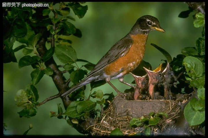 鸟的世界,动物,图画+鸟窝