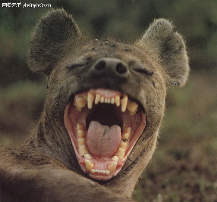 凶猛动物0160