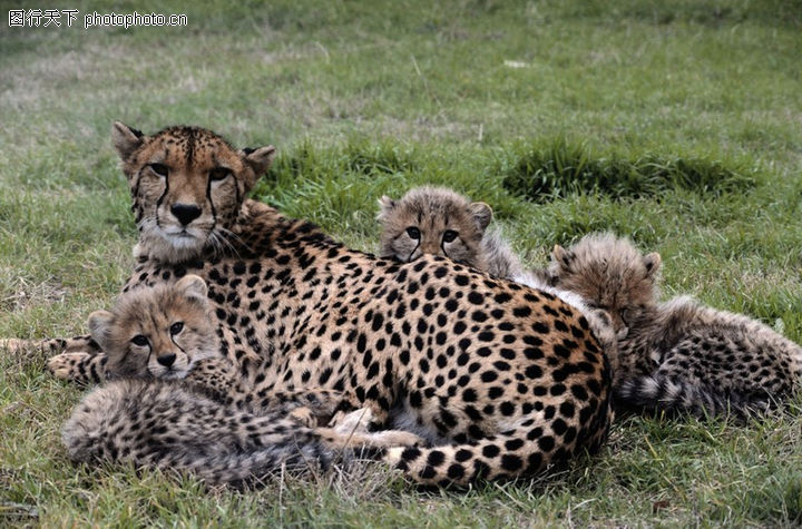 0177-凶猛动物图-动物图库-母豹 三只小豹子 依