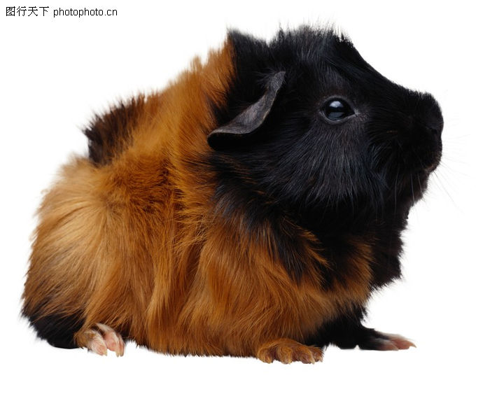 动物,田鼠+老鼠