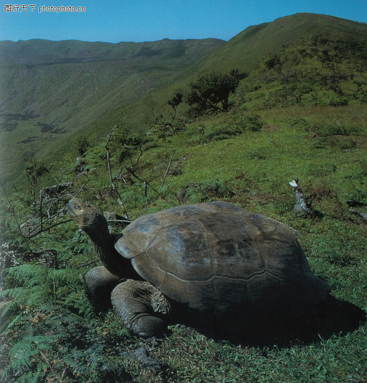 手抄报,法制在我心中征文