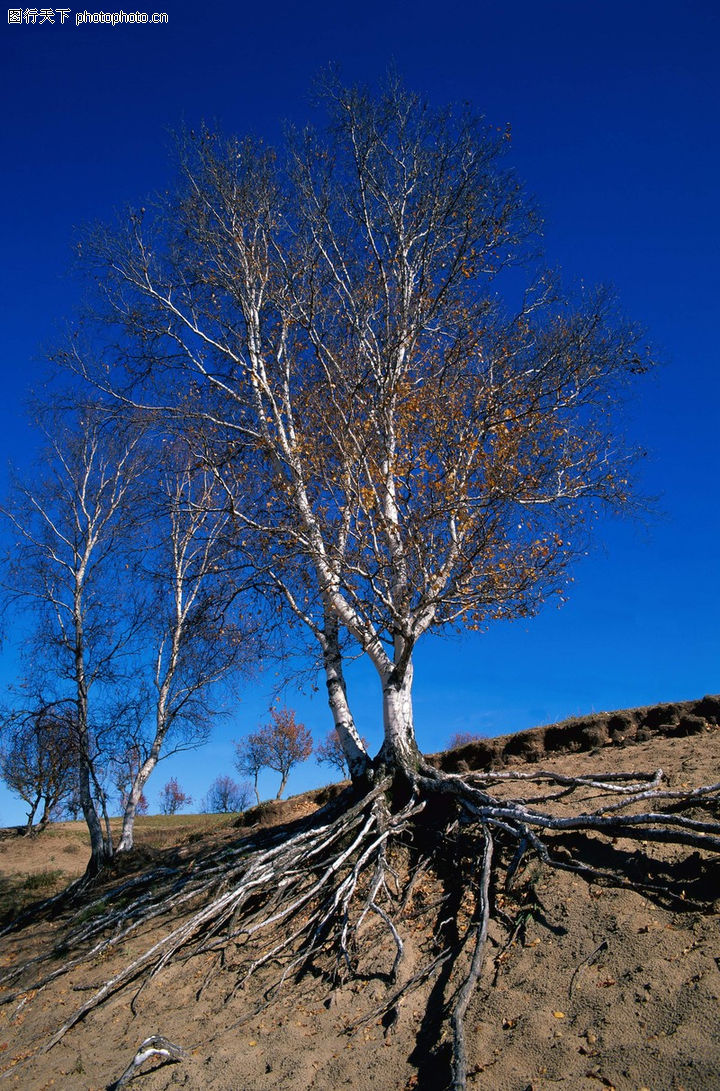 美0248-丛林之美图-自然风景图库-根系 散开 根深蒂固