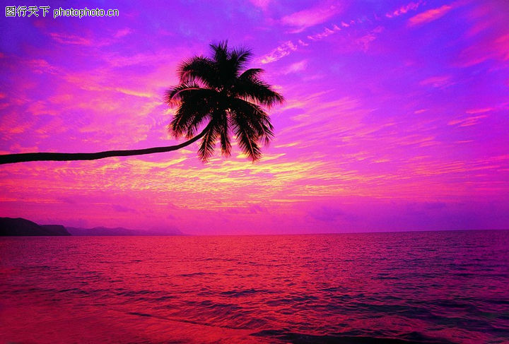 黄昏夜景0105-黄昏夜景图-自然风景图库-紫红色天空 一棵椰子树 海边
