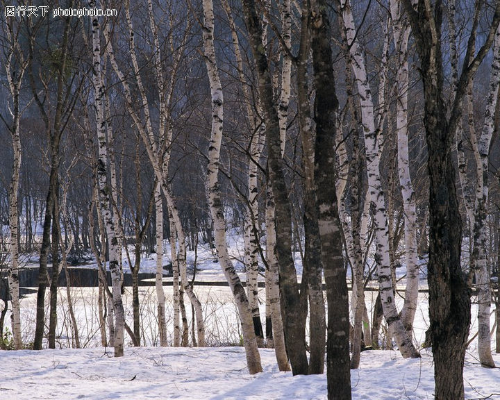 冬天雪景,自然风景,白桦林 树杆 洁白,冬天雪景0008