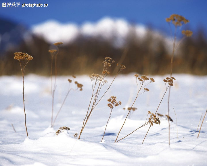 冬天雪景,自然风景,枯黄小草,冬天雪景0042