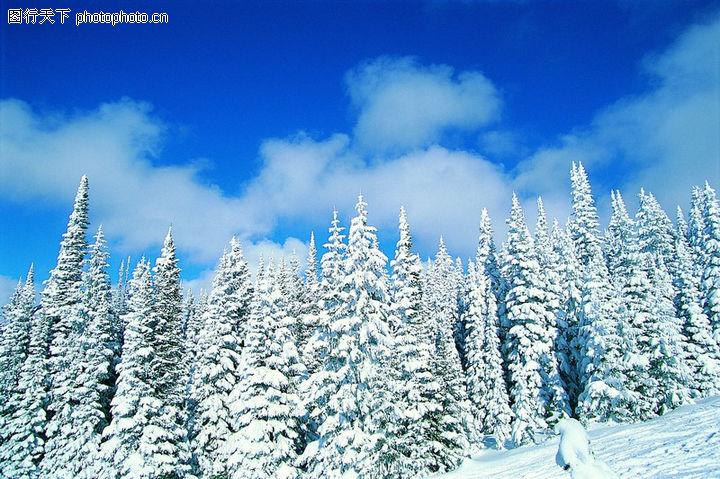 冬天雪景,自然风景,青松 白雪覆盖 雪地 ,冬天雪景0107