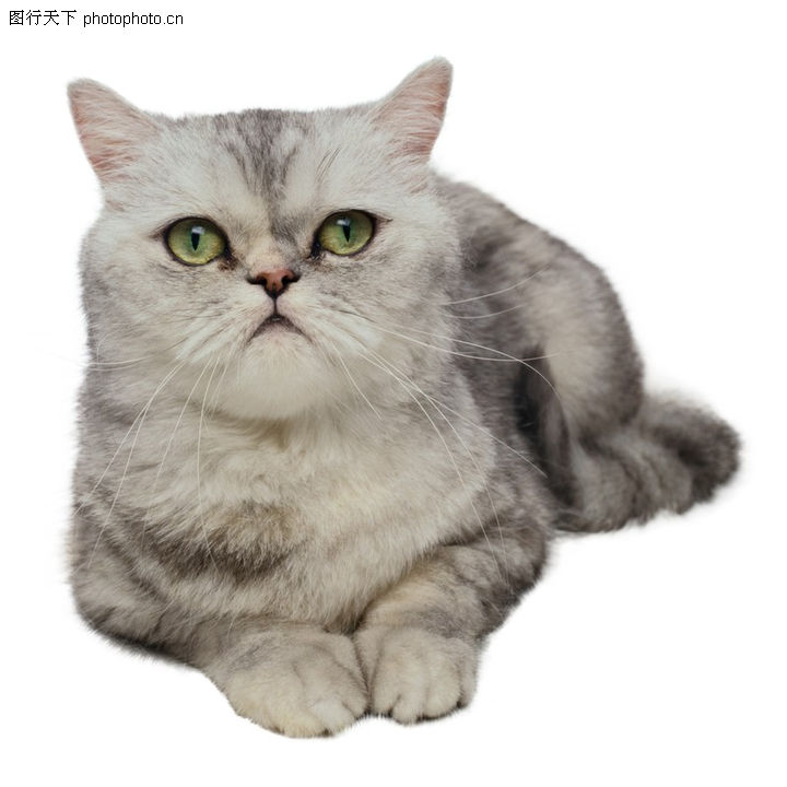 可爱之猫,动物,一只猫