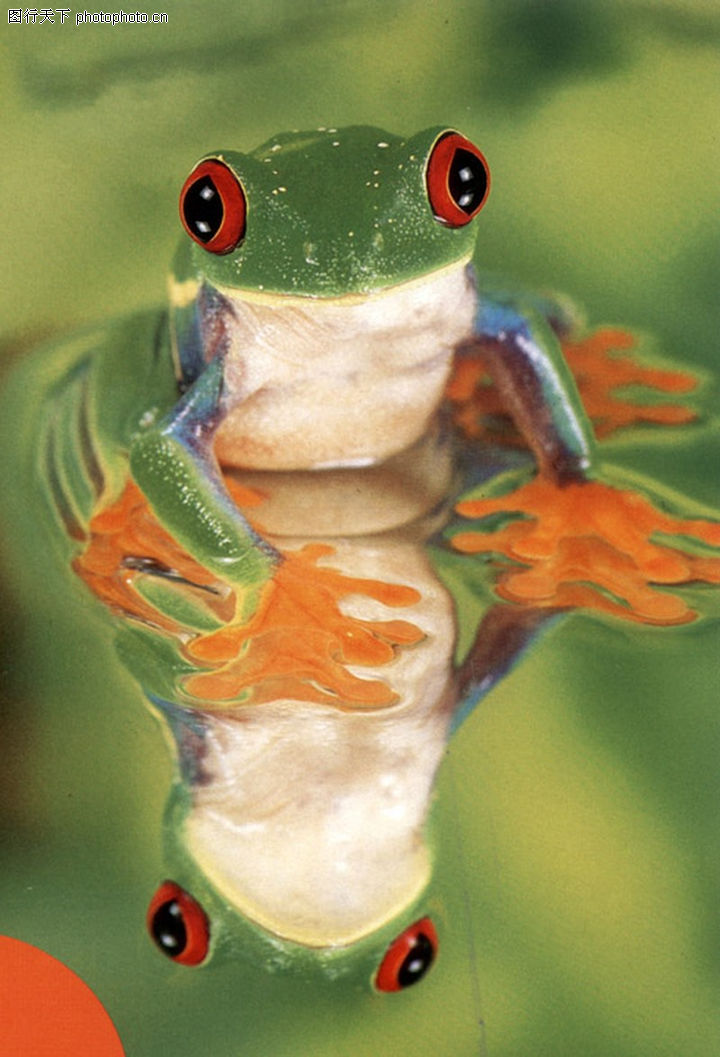 壁虎青蛙0074-壁虎青蛙图-动物图库-水面 蛙影