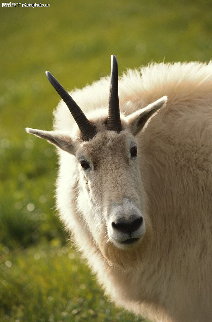 牛羊骆驼0035-牛羊骆驼图-动物图库-特征 种羊