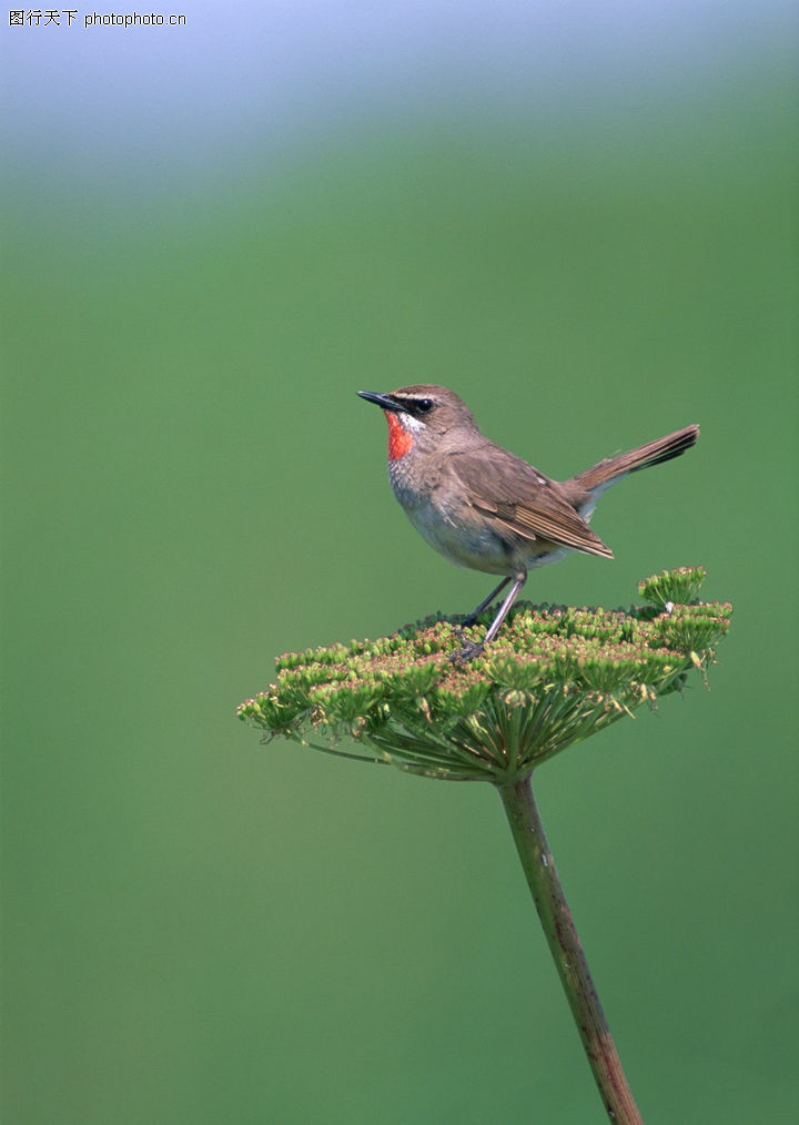 鸟语花香0099-鸟语花香图-动物图库-农村 田野