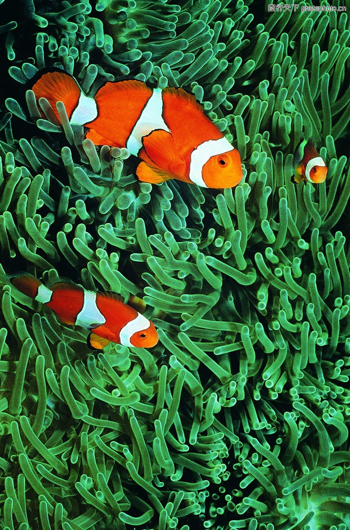 海底世界0176-海底世界图-动物图库-卡通色调