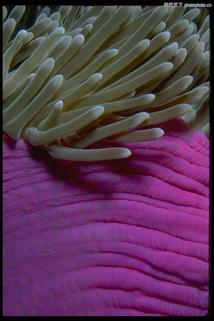 海底世界0194-海底世界图-动物图库-珊瑚 海藻