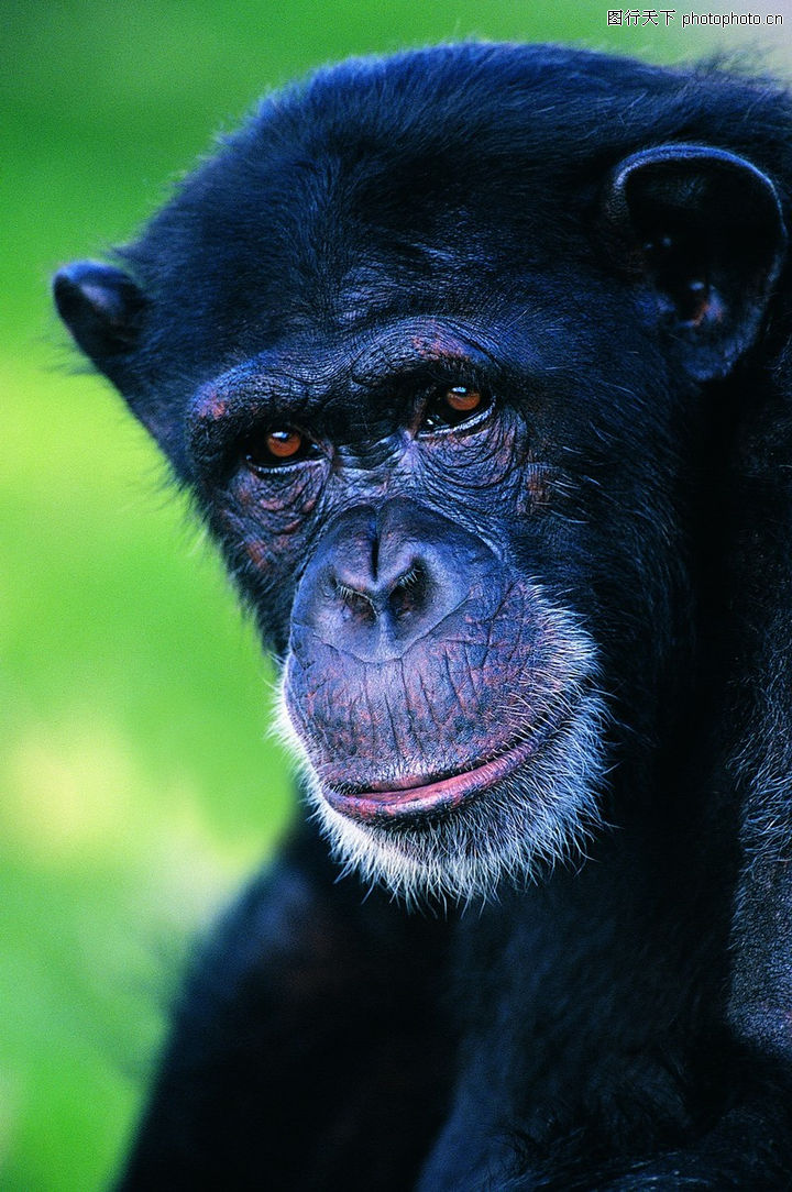 动物,猴子+人类先祖