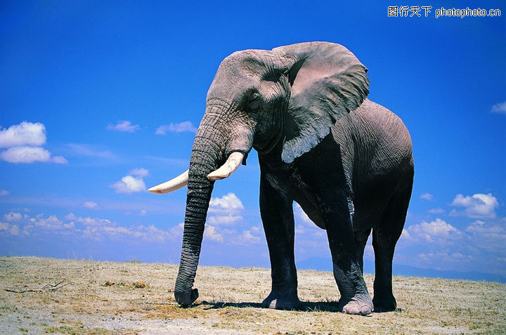 大象王国0074-大象王国图-动物图库-非洲 野象