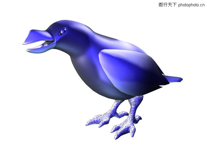 鹦鹉鸟+蓝色+凸嘴