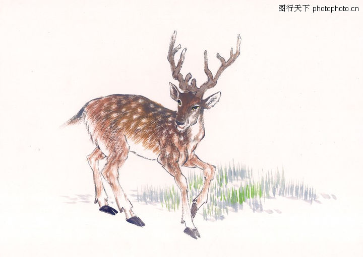 山水名画,鹿茸