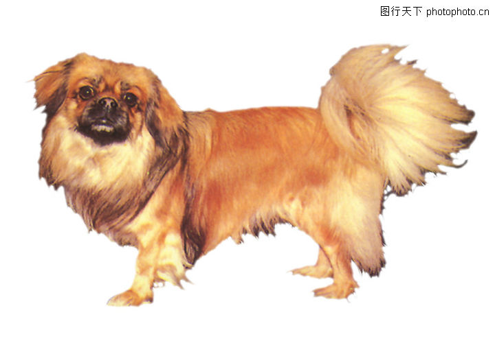 名犬,人物,名犬0010