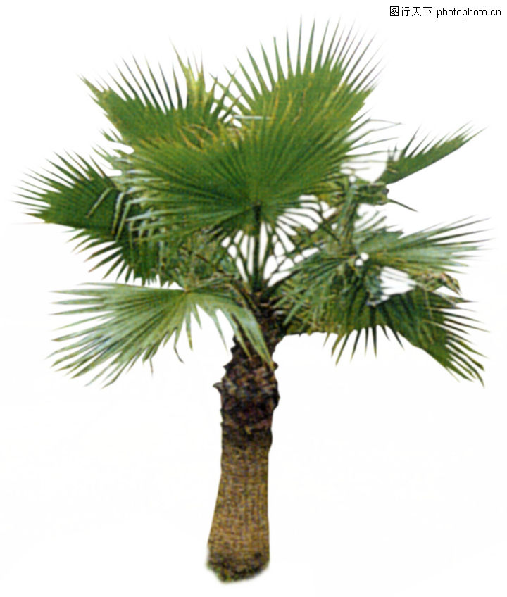 棕榈0080棕榈图植物图库