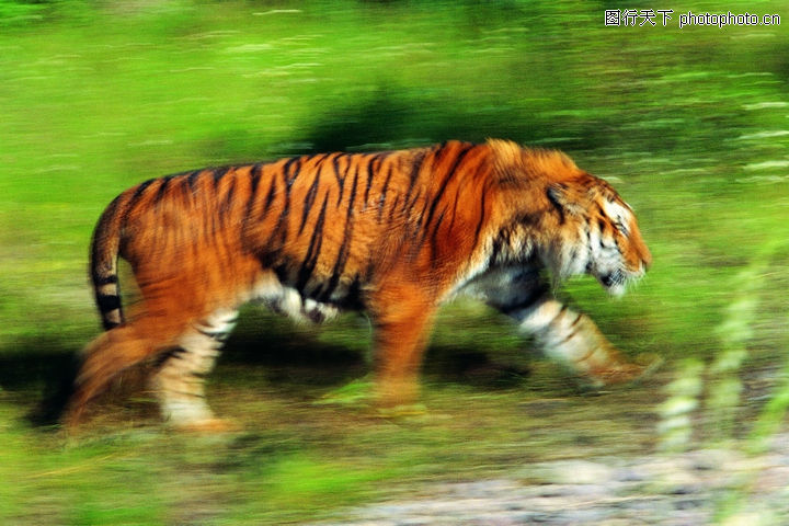 奔跑中的老虎