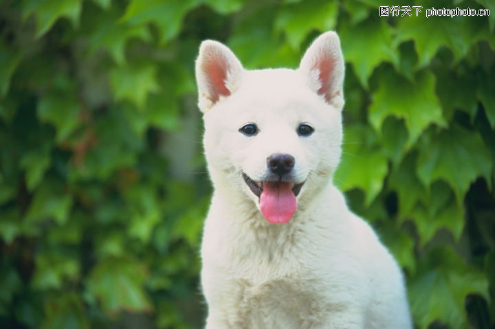 红舌头+耳朵竖起