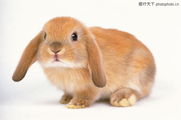 可爱小动物0066-可爱小动物图-动物图库-家兔