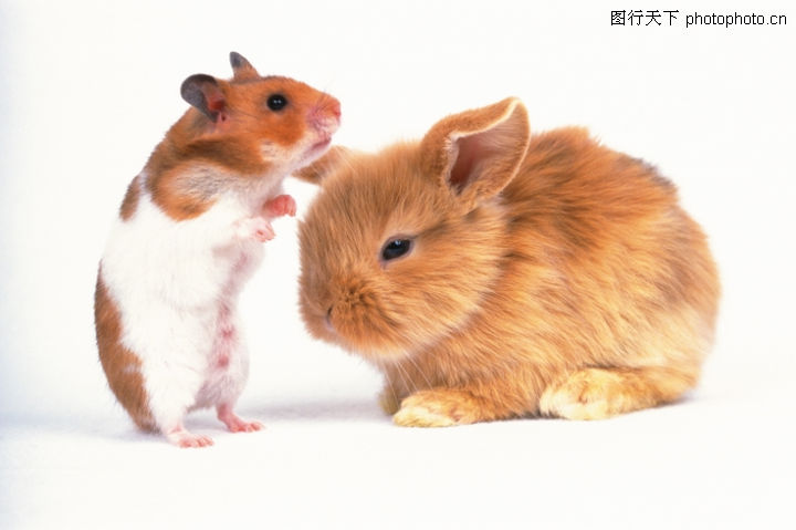 爱小动物0067-可爱小动物图-动物图库-老鼠 兔