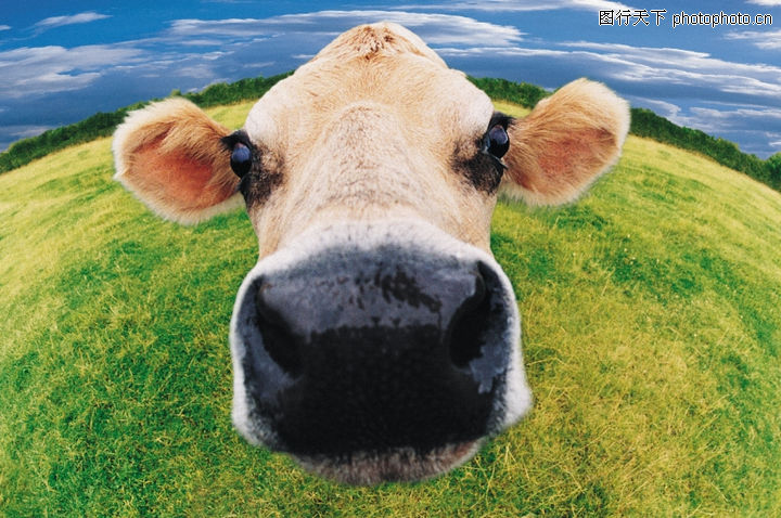 家畜0017-家畜图-动物图库-黑鼻 鼻孔 出气