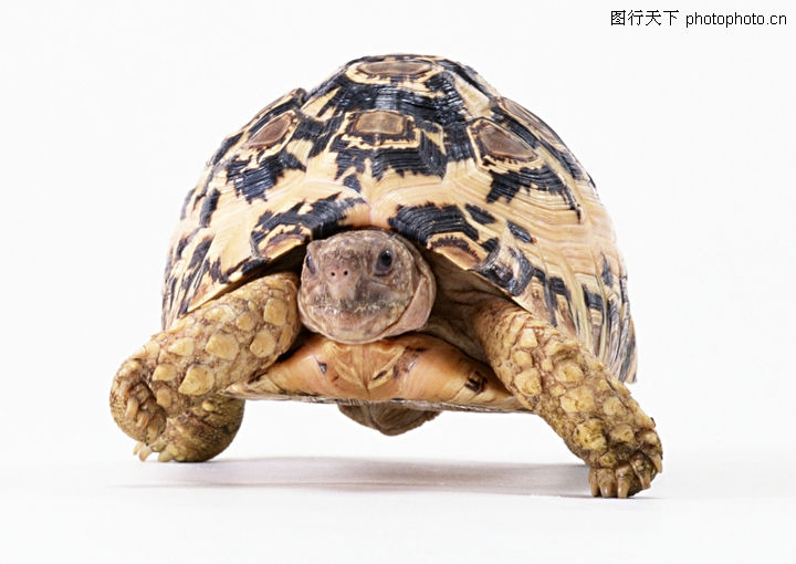 动物、昆虫图-动物图库-乌龟 笨拙身躯 坚硬龟壳