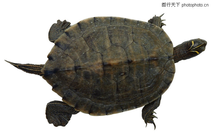 妖精的尾巴土豆网