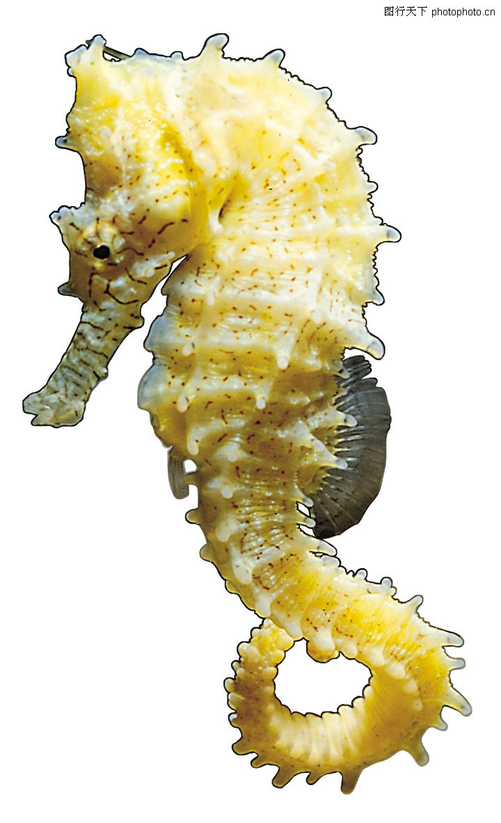 多彩鱼,动物,一只海马