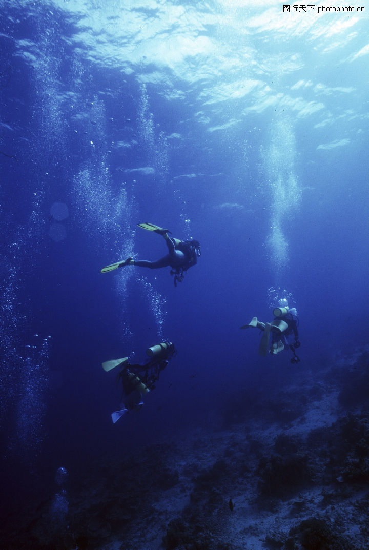 水中世界0027-水中世界图-动物图库-潜水 深水 潜水员