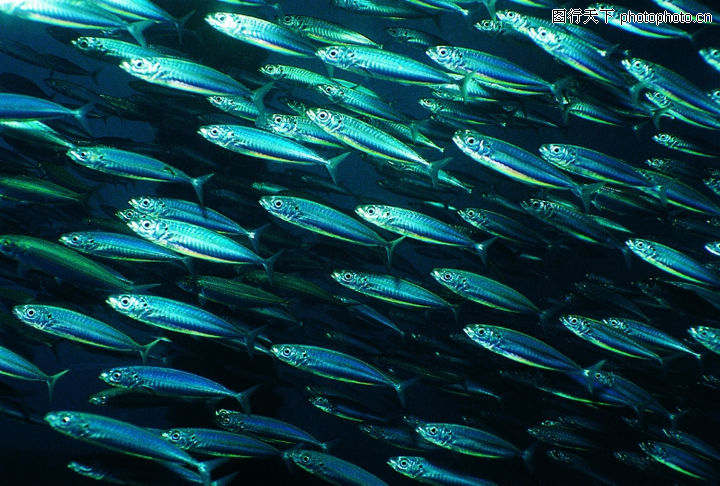 水中世界,动物,黑暗+一群鱼