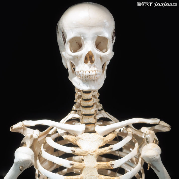 学解剖0118-医学解剖图-医学医药图库-骨头肋