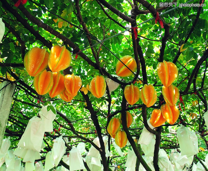 农业,水果+树木