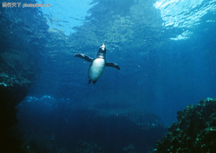 企鹅世界0102-企鹅世界图-动物图库-一只企鹅