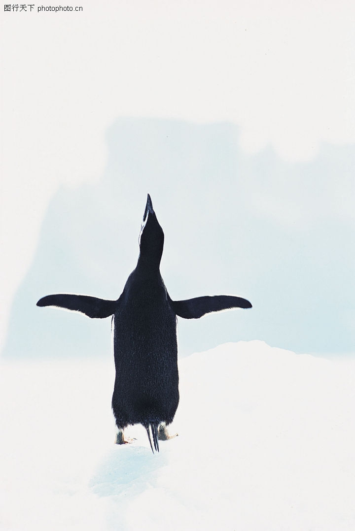 企鹅世界0173-企鹅世界图-动物图库-动物世界