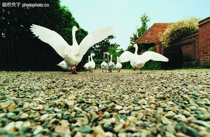 动物,家鹅+扑打