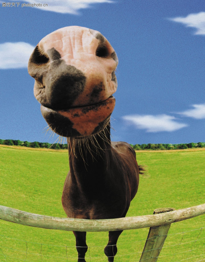 农场记趣0065-农场记趣图-动物图库-马匹 鼻孔