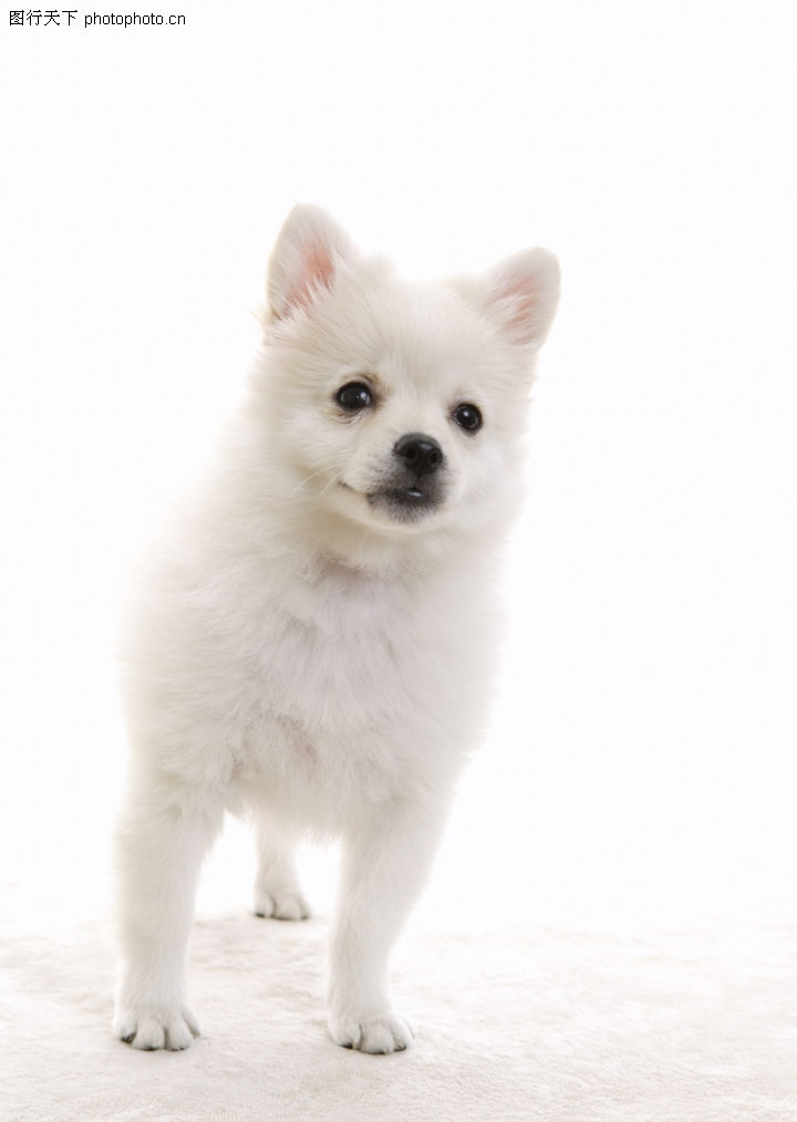 动物,白狗+眼睛