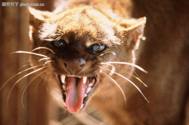 动物世界0020-动物世界图-动物图库-山猫 獠牙