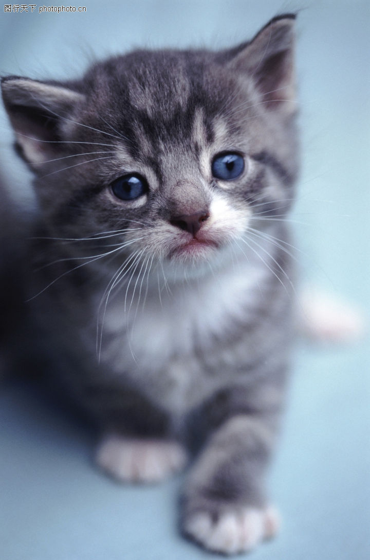 动物世界,动物,猫咪 猫猫 猫爪子,动物世界0199