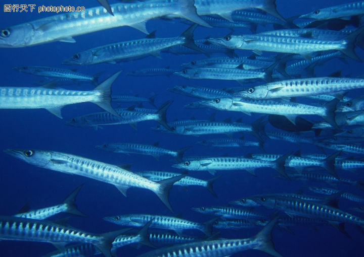 深海鱼0005-深海鱼图-海洋风情图库-带鱼 群聚