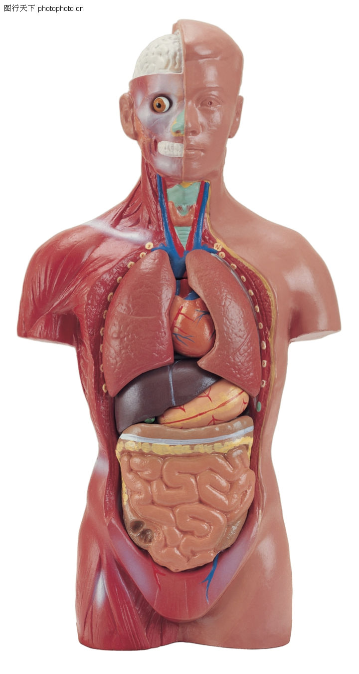 <em>人体器官</em>0004-<em>人体器官图</em>-综合图库-器官 结构