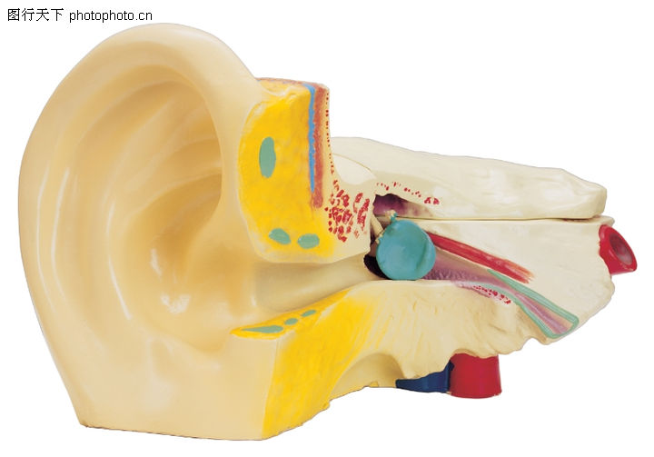 人体器官0018-人体器官图-综合图库-耳部 听觉