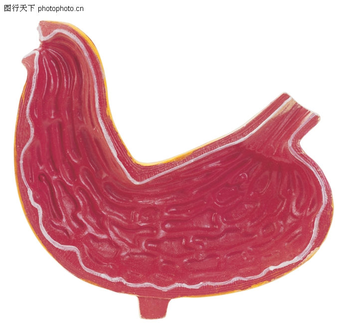 <em>人体器官</em>0037-<em>人体器官图</em>-综合图库