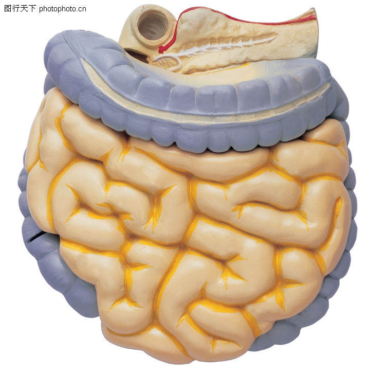 人体器官0038-人体器官图-综合图库-肠子 大肠