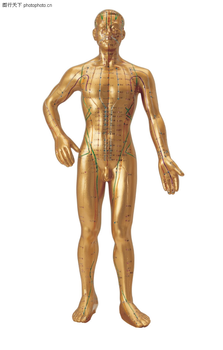 <em>人体</em>器官图<em>人体</em>器官图电影图片,<em>人体</em>解剖图快